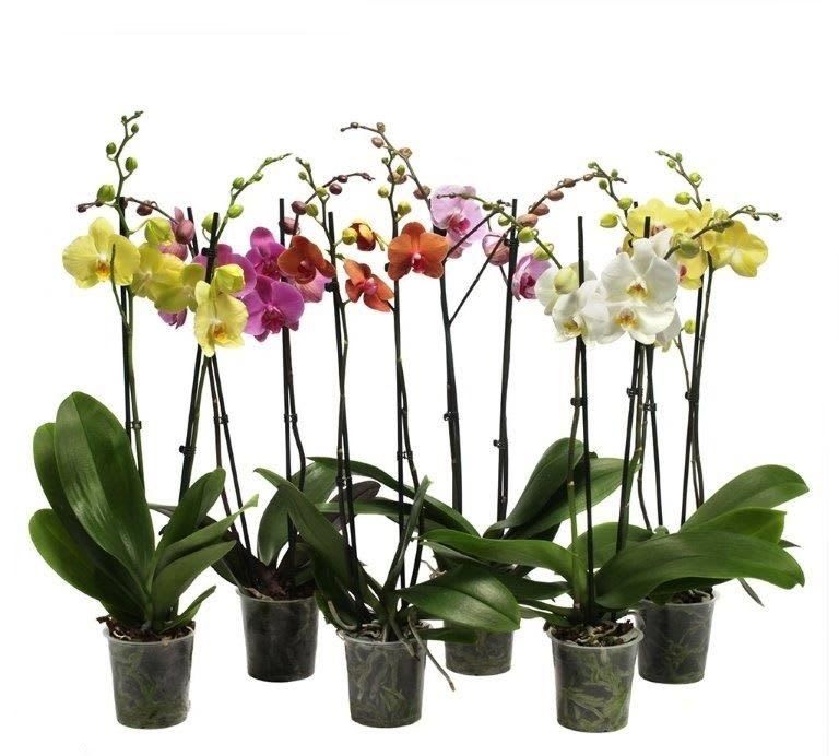 Mix orhidee, 2 tije, in ghiveci