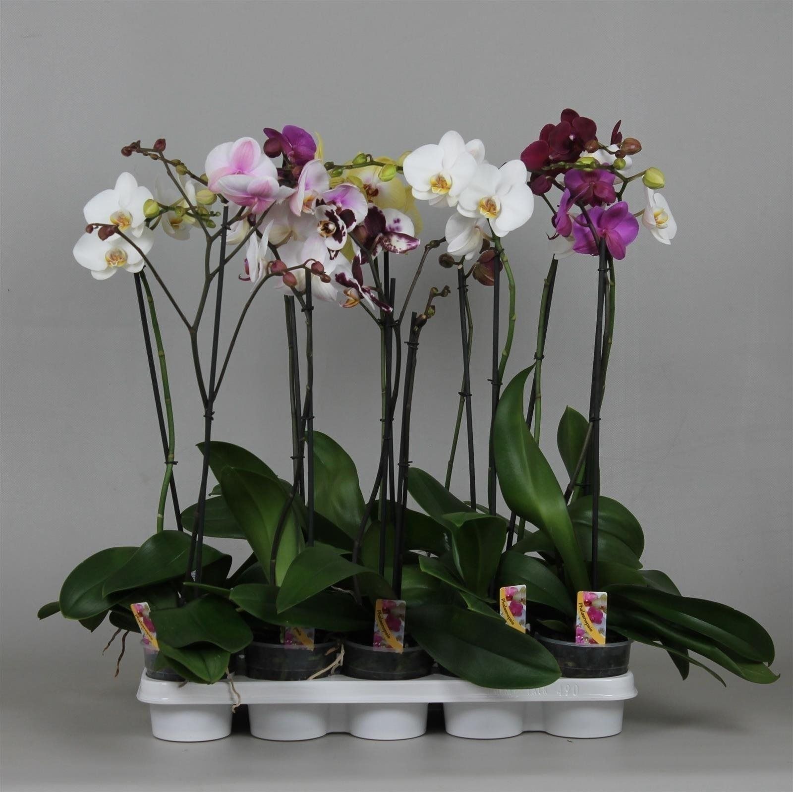 Orhidee, 1 tija, in ghiveci