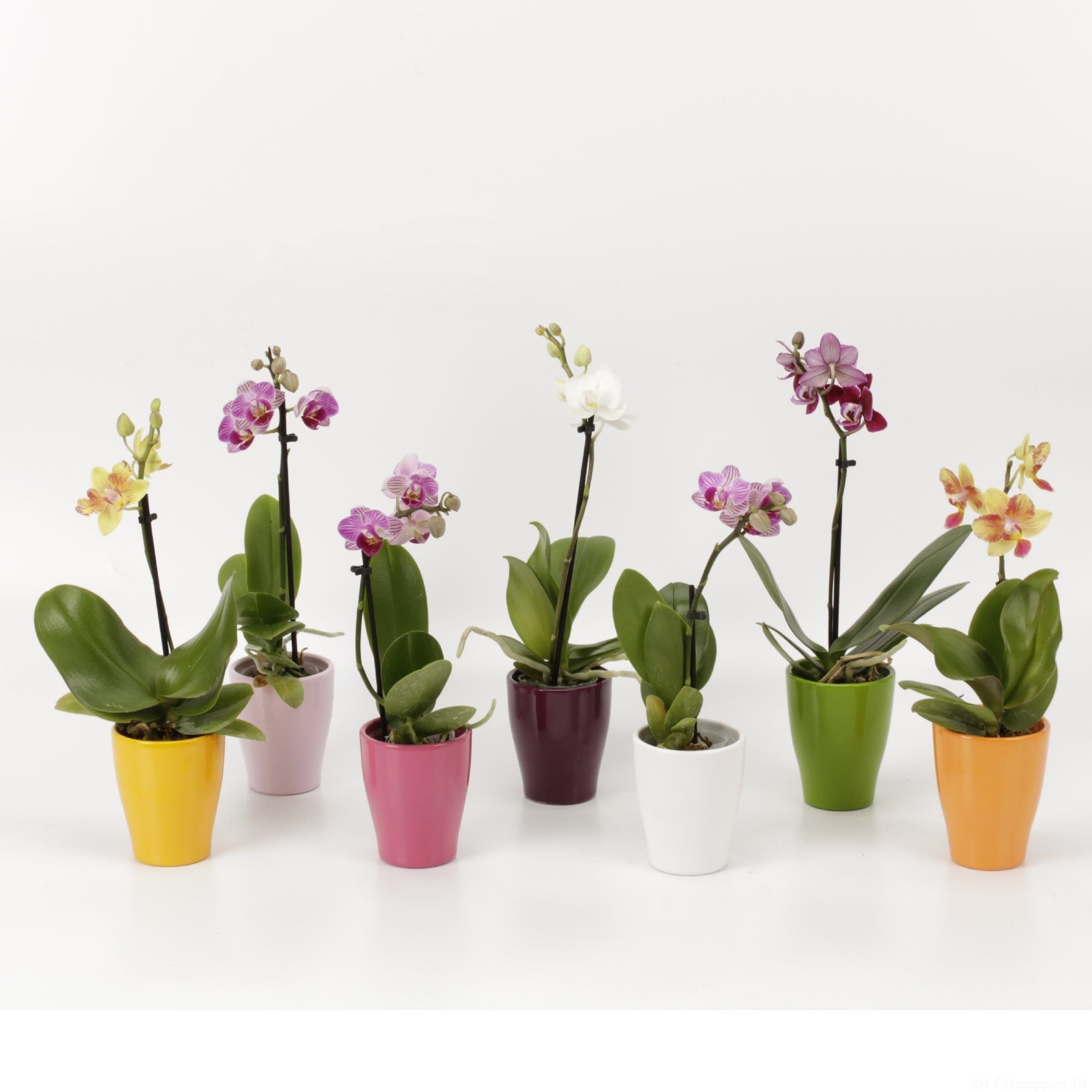 Mix orhidee, 1 tija, in ghiveci ceramic
