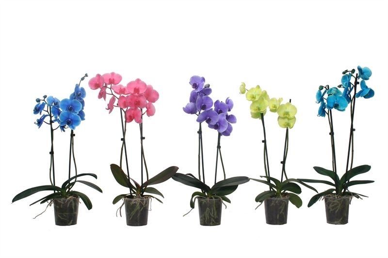 Mix orhidee colorata, 2 tije, in ghiveci