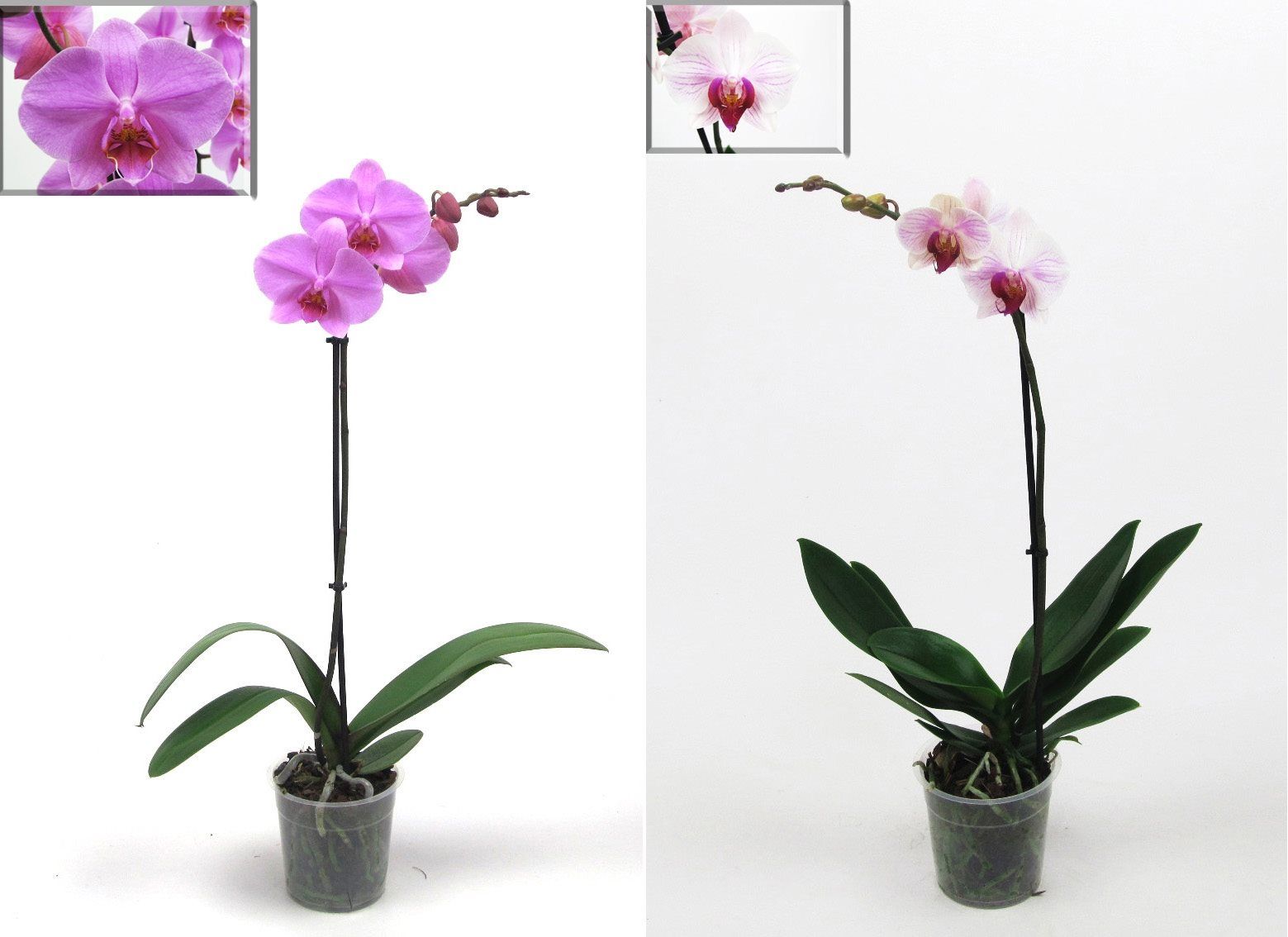 Orhidee roz, 1 tija, in ghiveci
