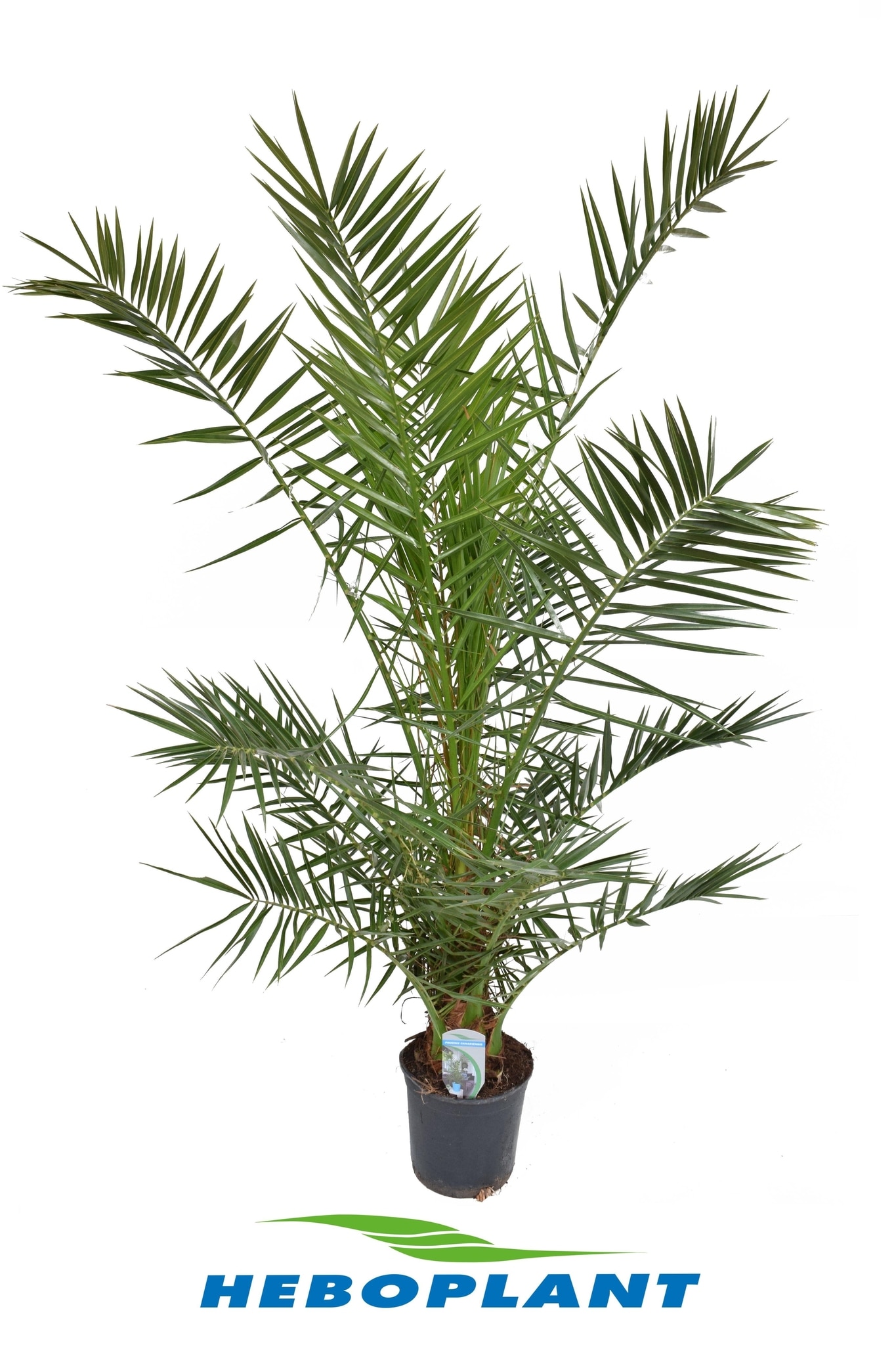 Phoenix Canariensis, in ghiveci, 90 cm