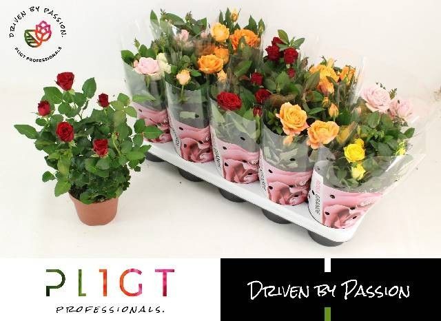 Mix trandafir, 29 cm