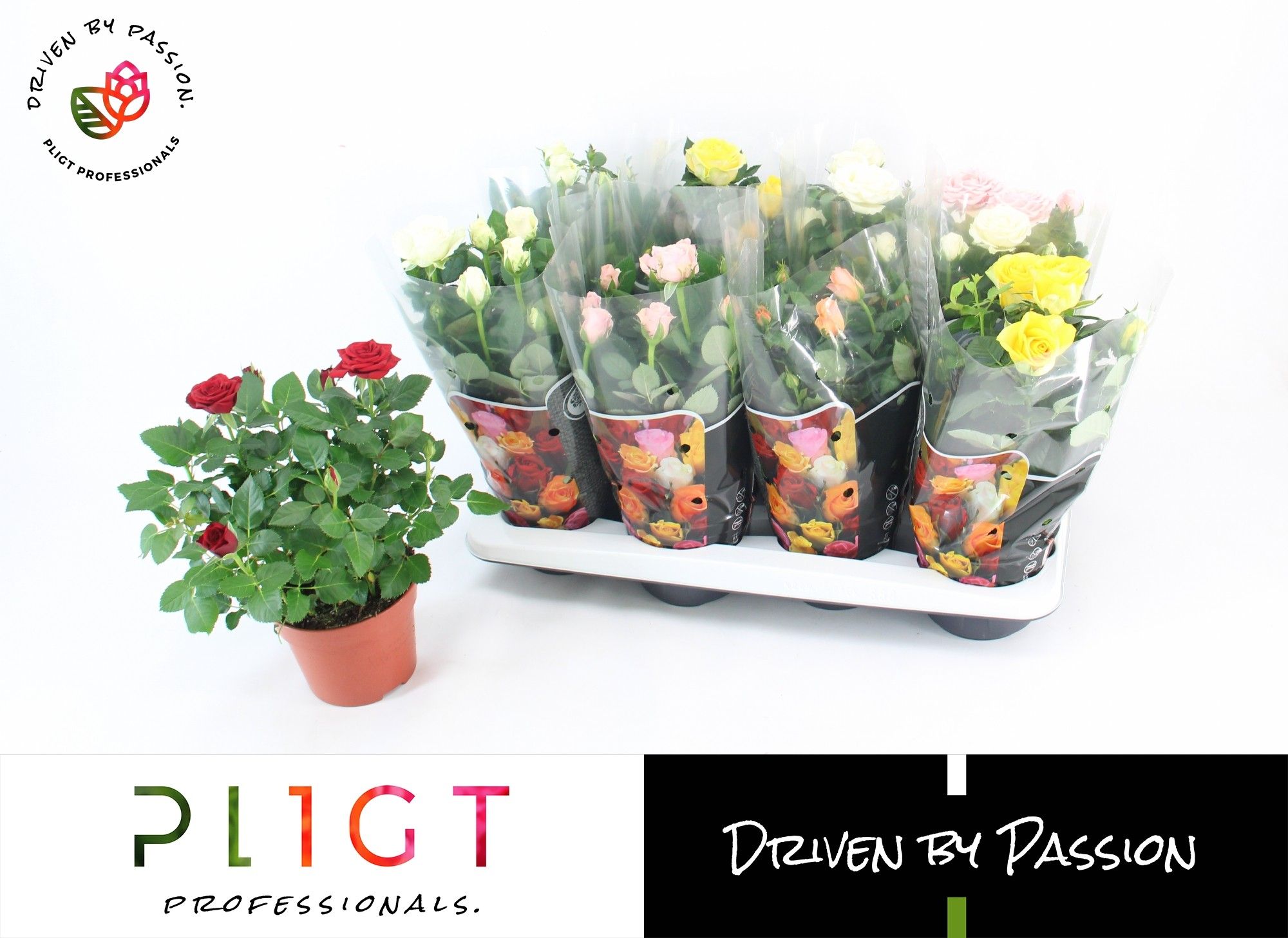 Mix trandafir, 36 cm