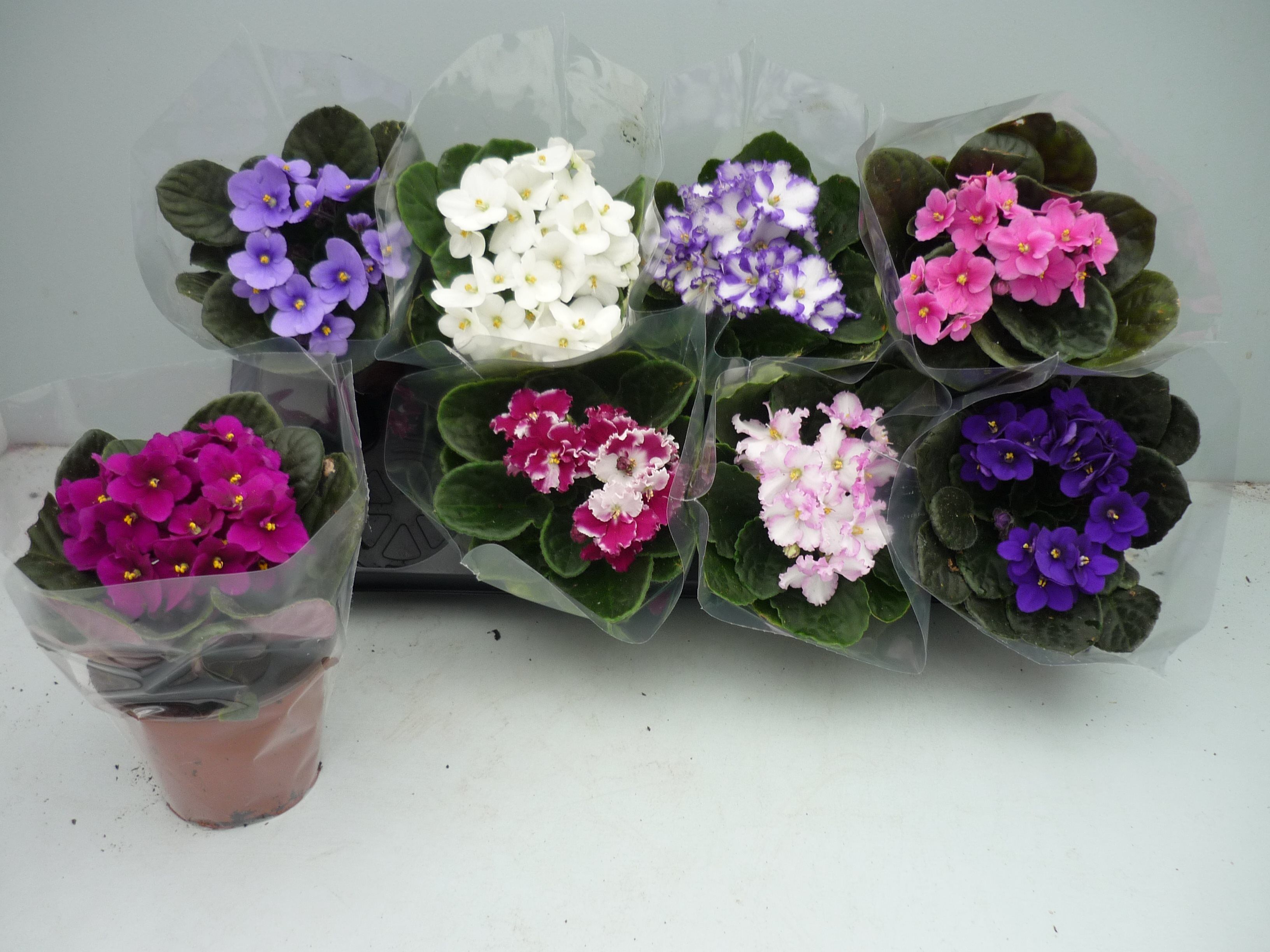 Mix Saintpaulia, in ghiveci, 18 cm 