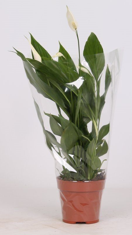 Crinul pacii, in ghiveci, 70 cm
