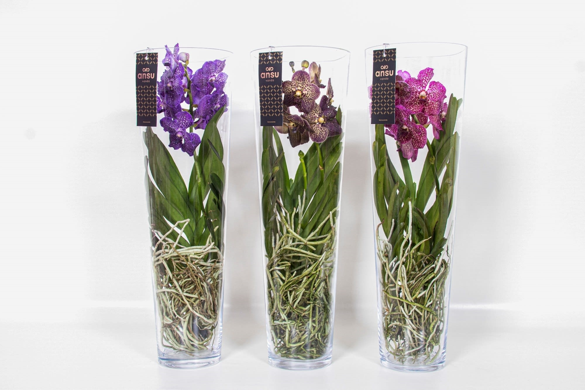 Mix Vanda Lisanna, in ghiveci