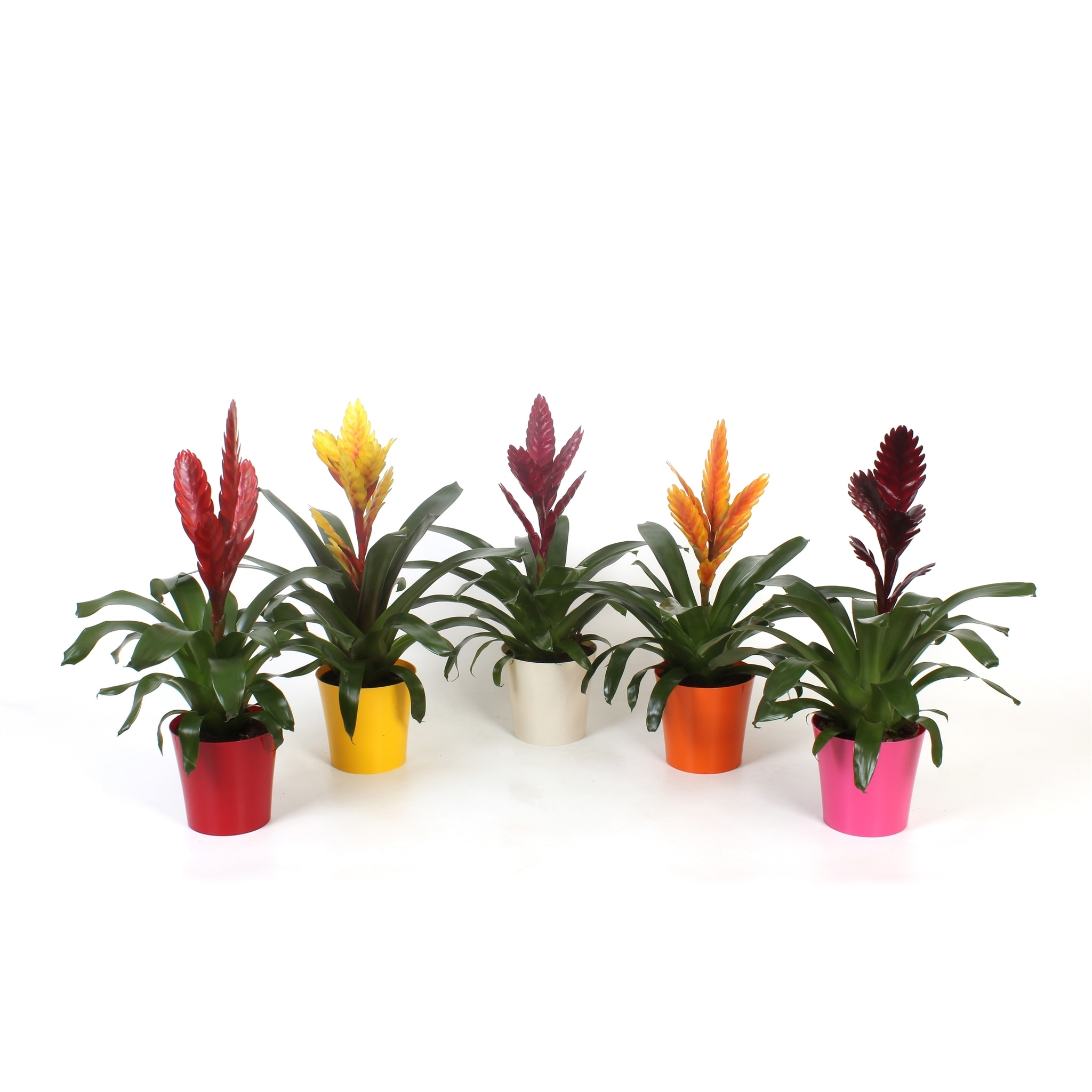 Mix Polmenii Vriesea, in ghiveci