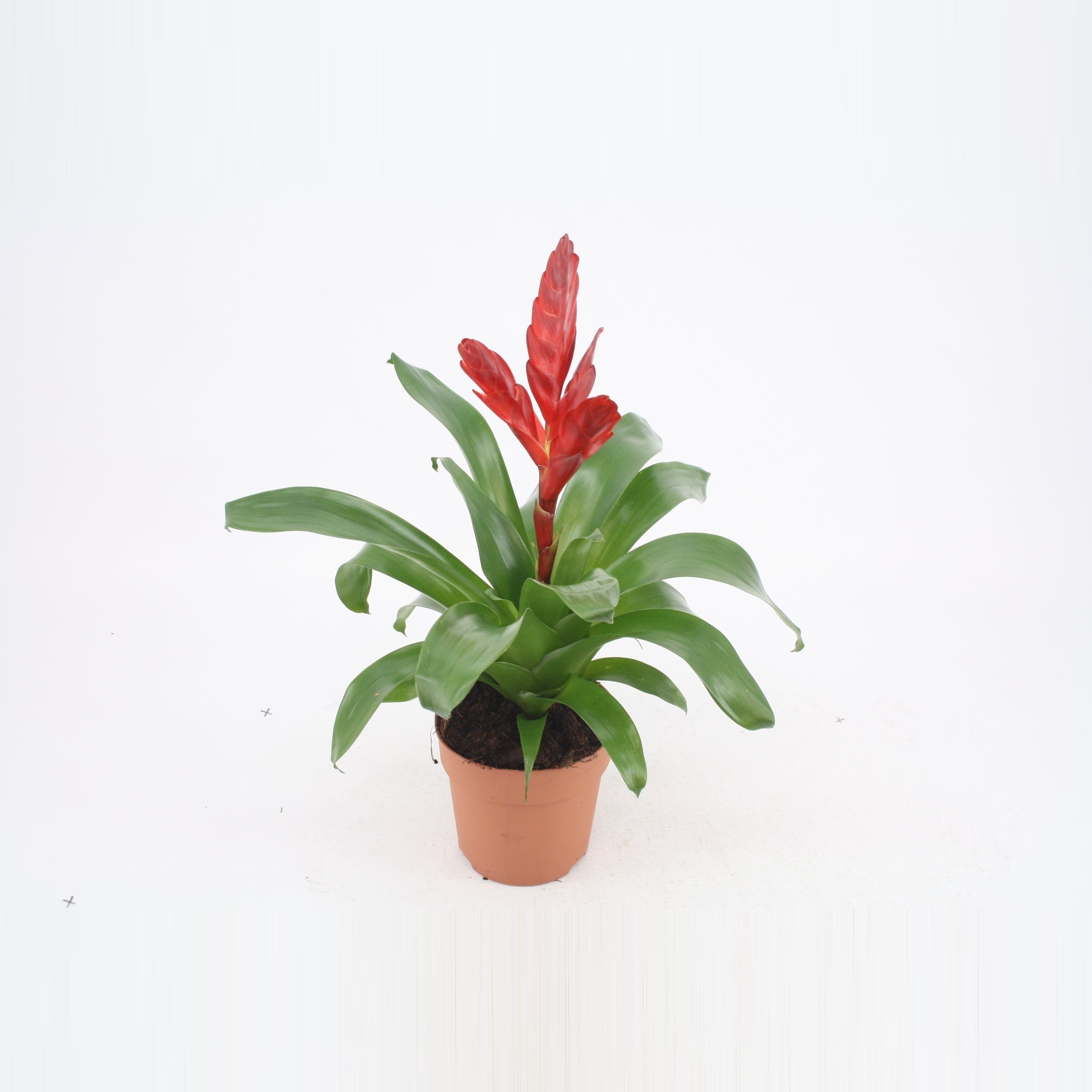 Polmenii Vriesea, in ghiveci