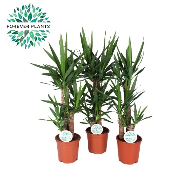 Yucca, in ghiveci, 60 cm