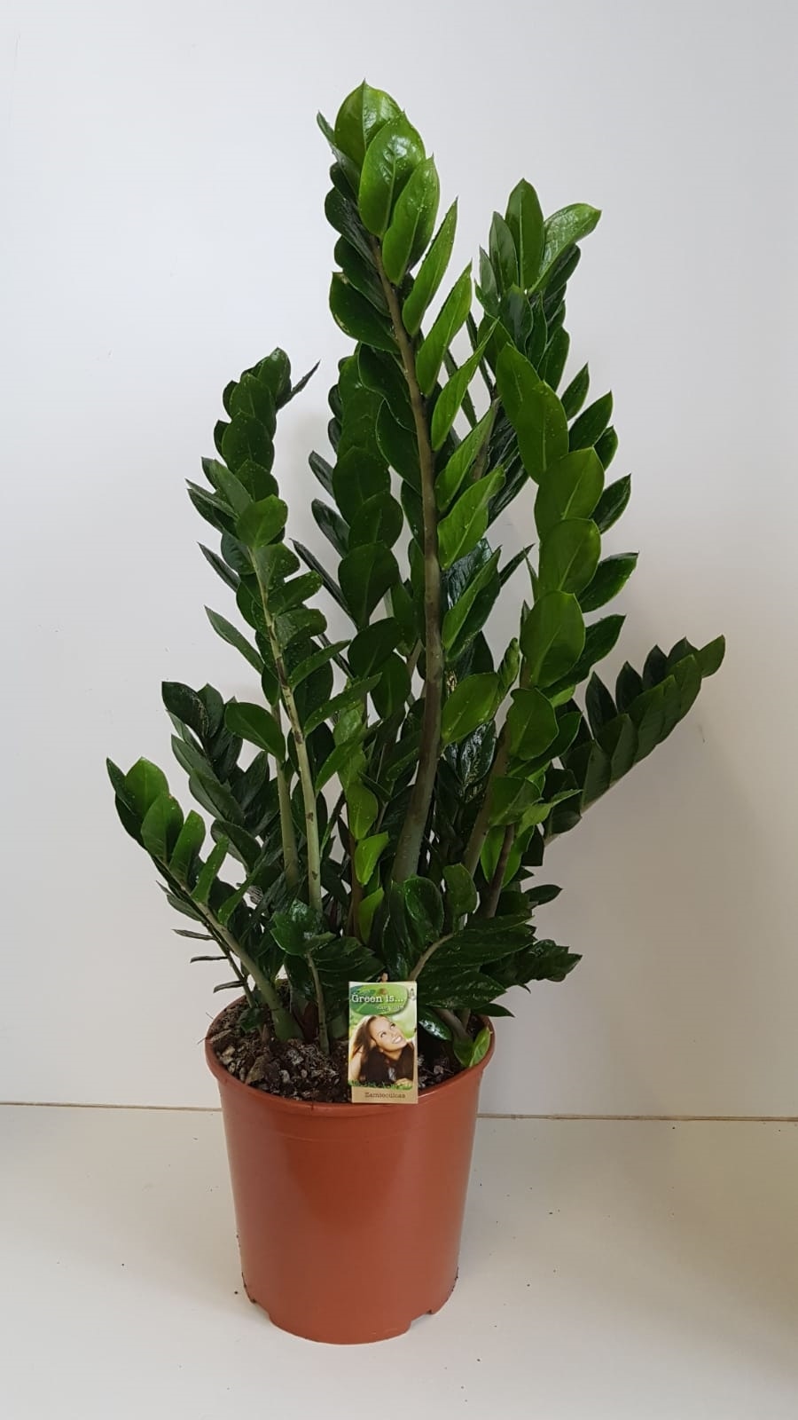 Zamioculcas, in ghiveci, 105 cm