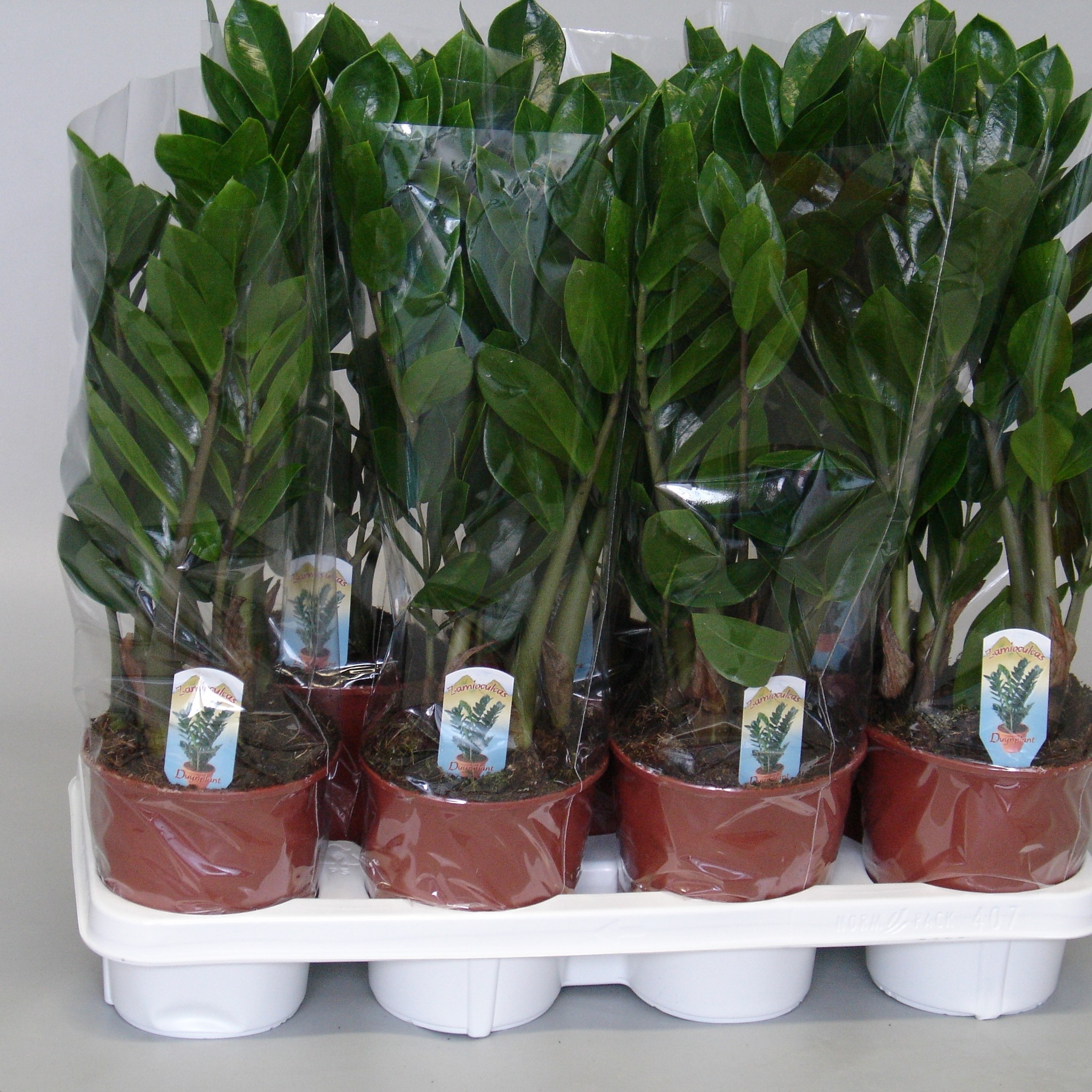 Zamioculcas, in ghiveci