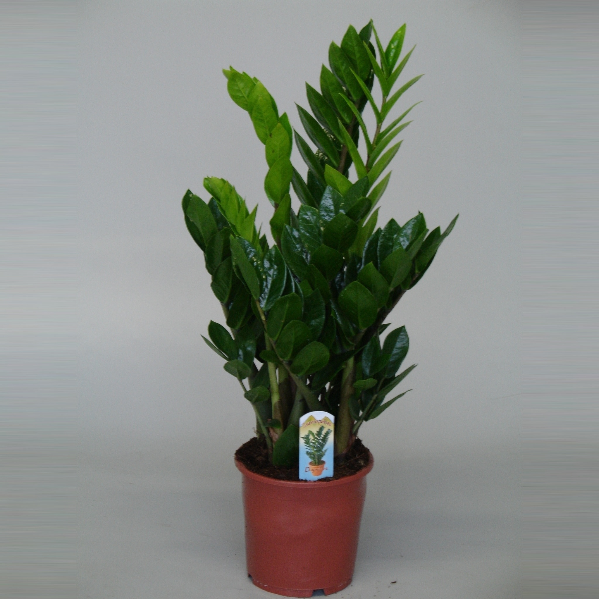 Zamioculcas, in ghiveci