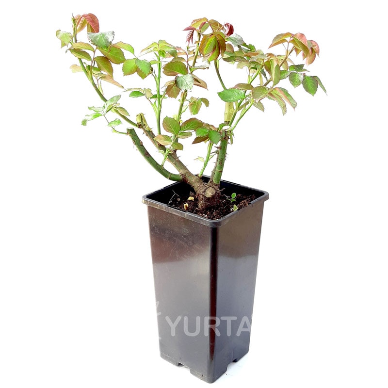 Trandafir, la ghiveci, 2 L