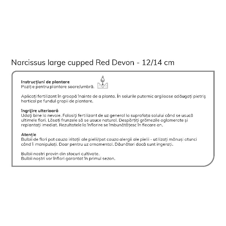 Bulb VERVE Narcisa Devon, galben