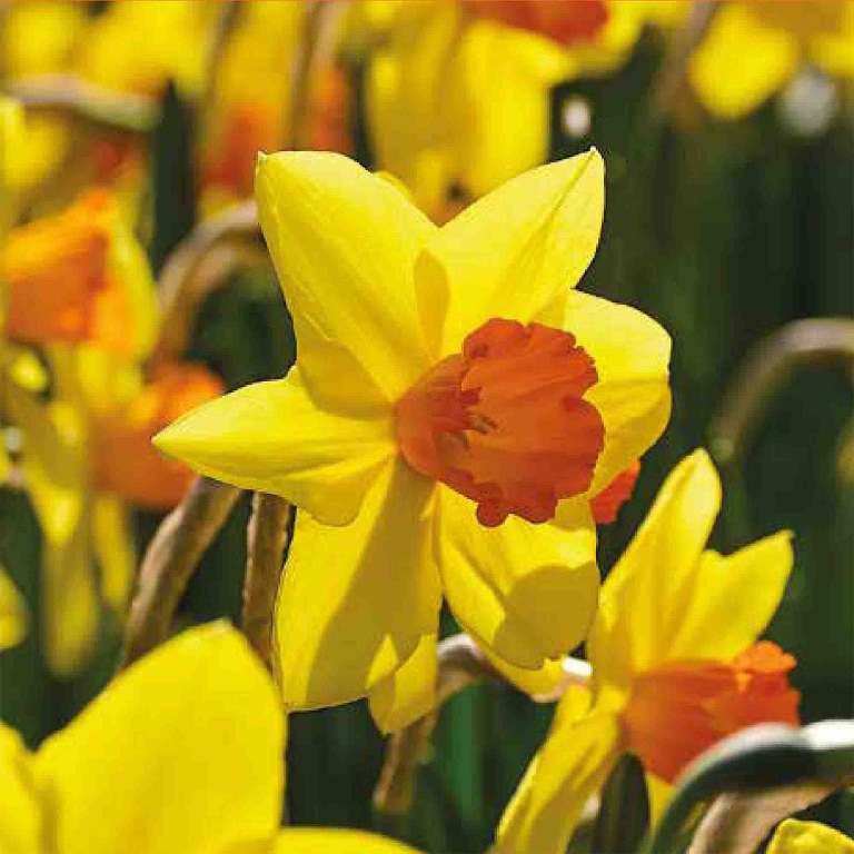 Bulb VERVE Narcisa Devon, galben