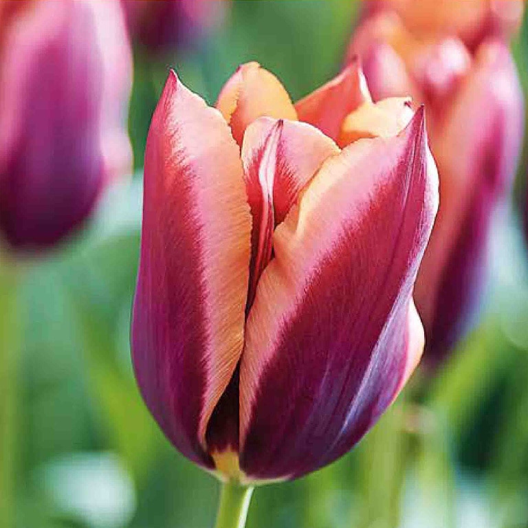 Bulb VERVE Lalea Burgandy Peach Muvota, multicolor