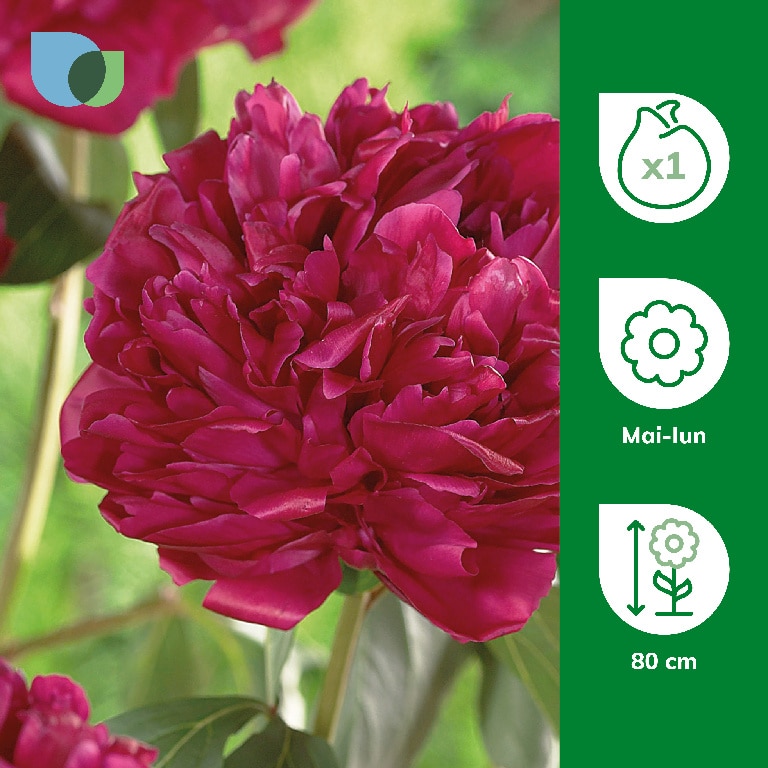 Bulb Bujor Adolphe Rousseau VERVE, rosu