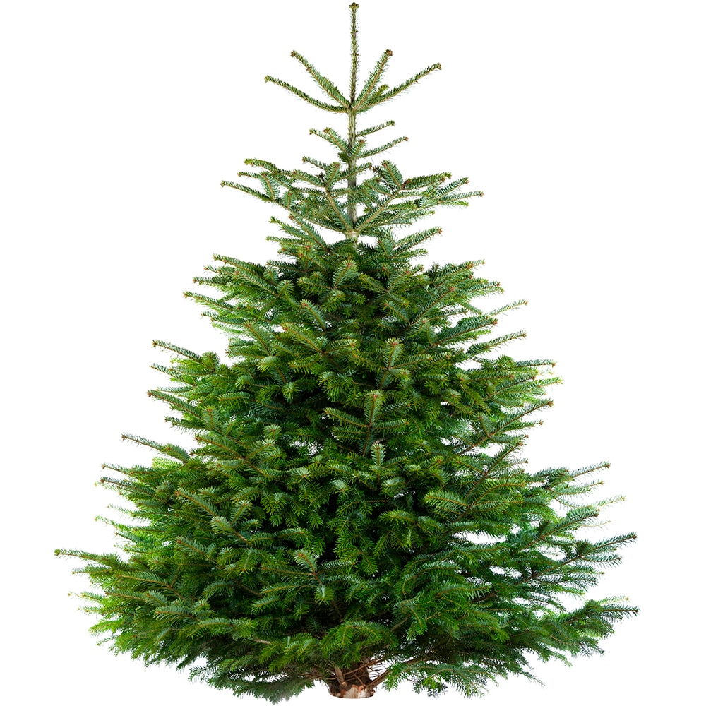 Brad natural, Nordman, 240-270 cm
