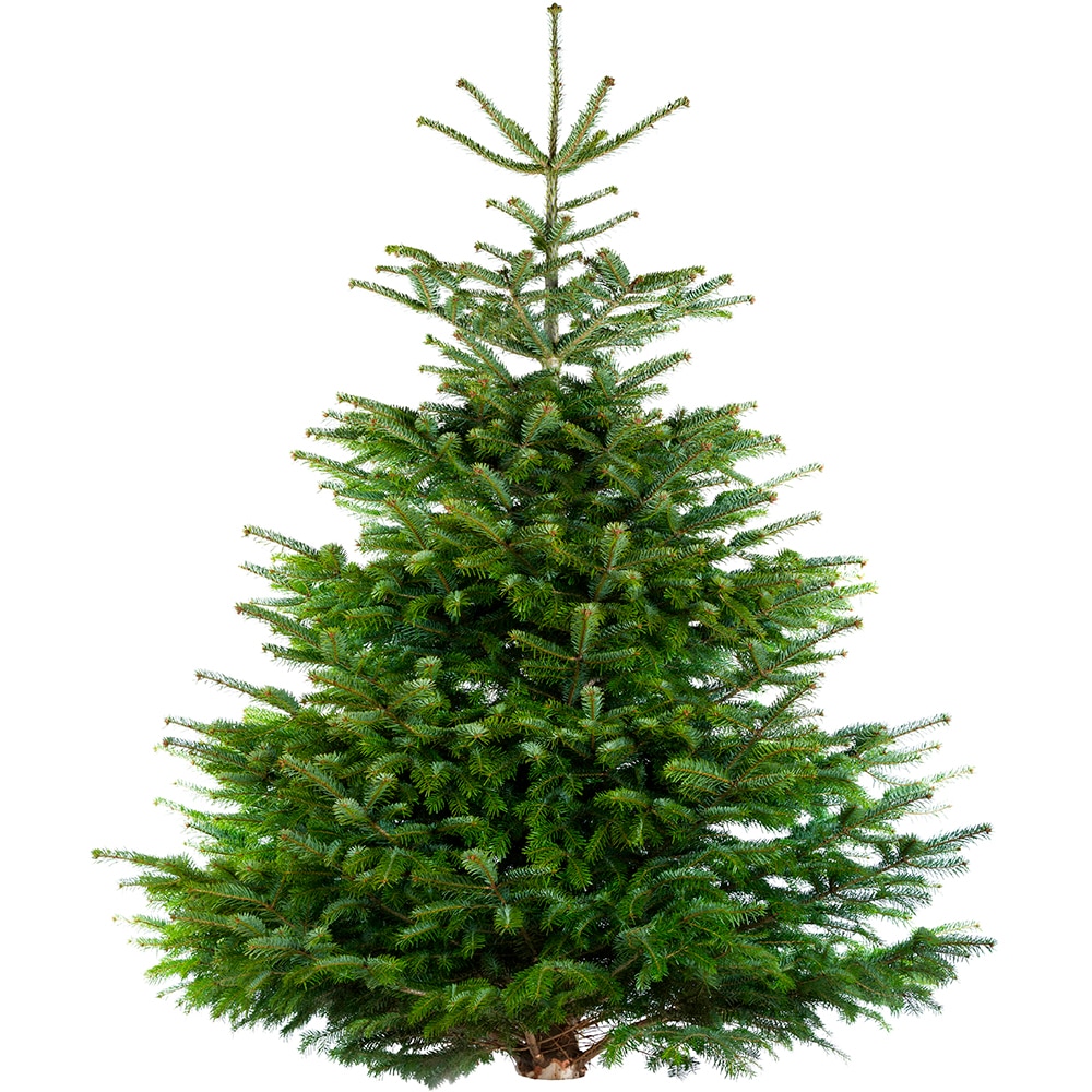 Brad natural, Nordman, 200-240 cm