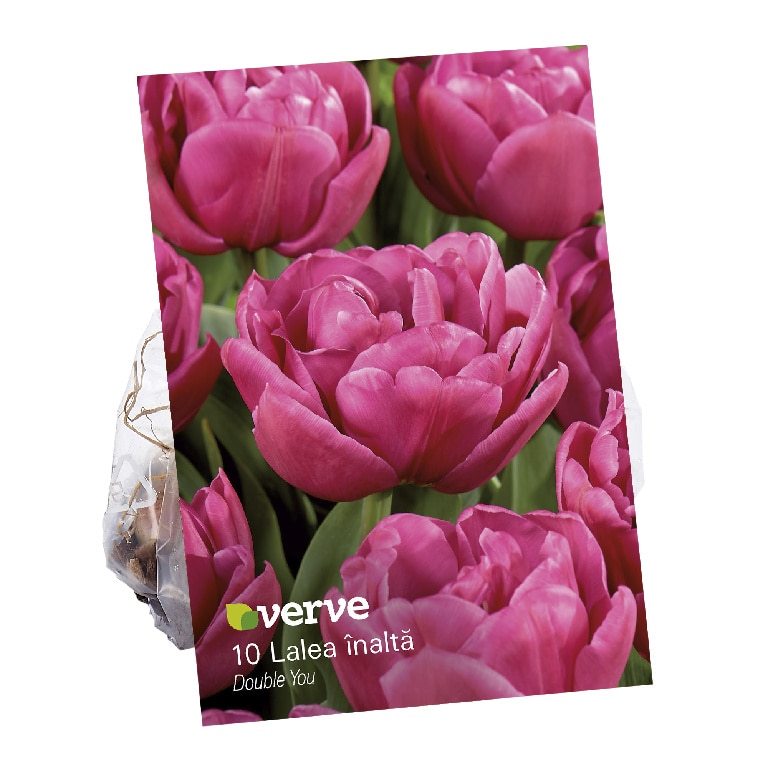 Bulbi Lalea dubla VERVE, 10 bulbi