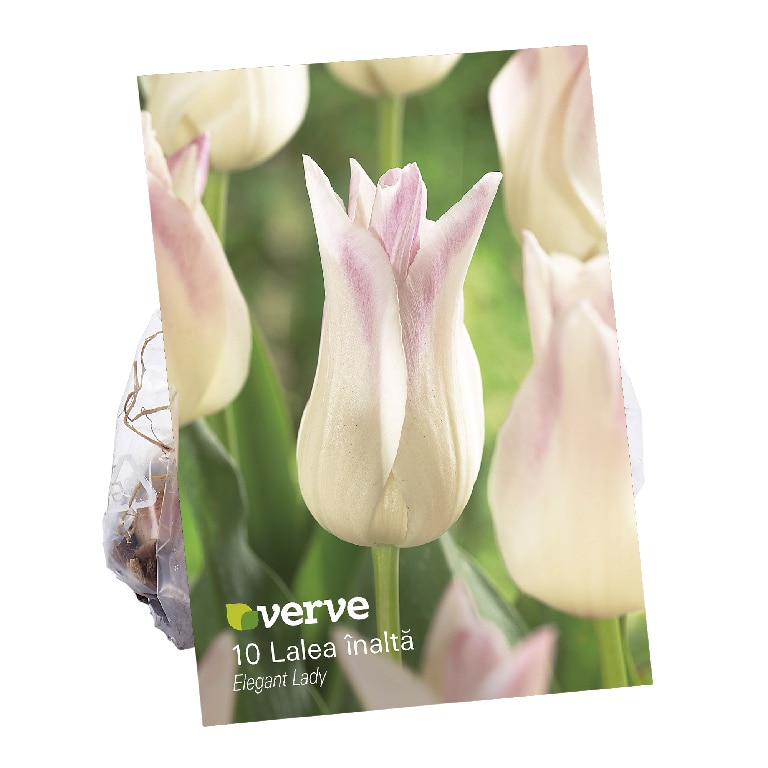 Bulbi Lalea Elegant Lady VERVE, 10 bulbi