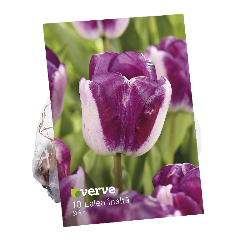 Lalea Shuin VERVE, 10 bulbi