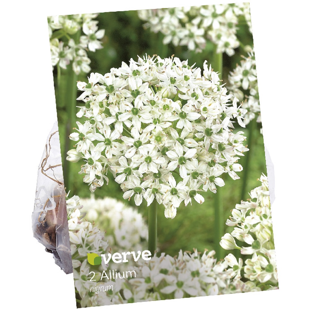 Bulbi Allium nigrum VERVE, alb, 2 buc