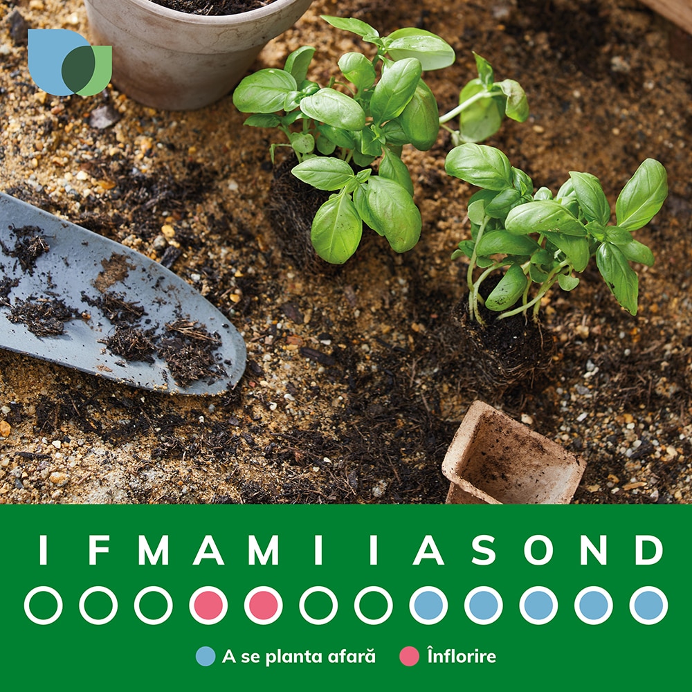 Bulbi zambile Struguras VERVE, 40 bucati