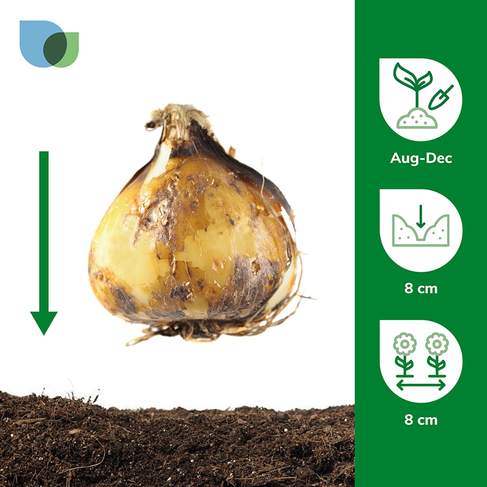 Bulbi zambile Struguras VERVE, 40 bucati