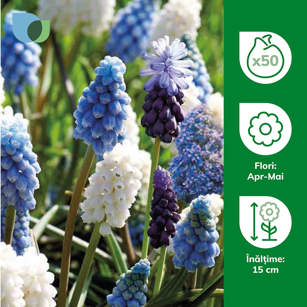 Bulbi zambile Struguras VERVE, 40 bucati