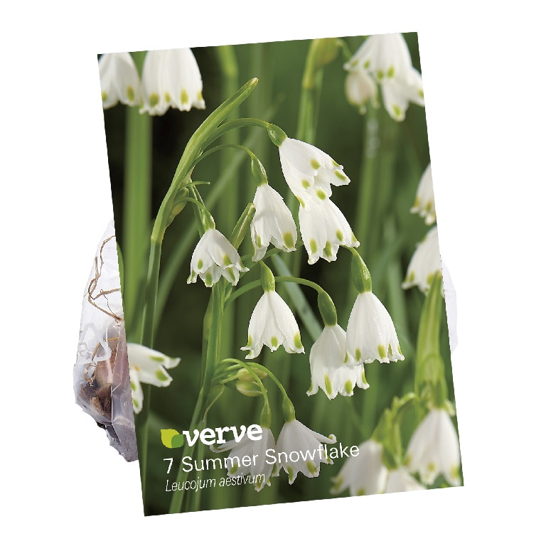 Bulbi Ghiocel de vara, 7 bucati