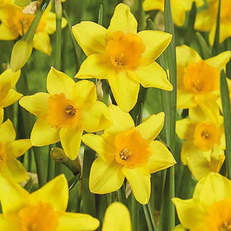 Bulbi Narcise Garden Opera, 6 bucati