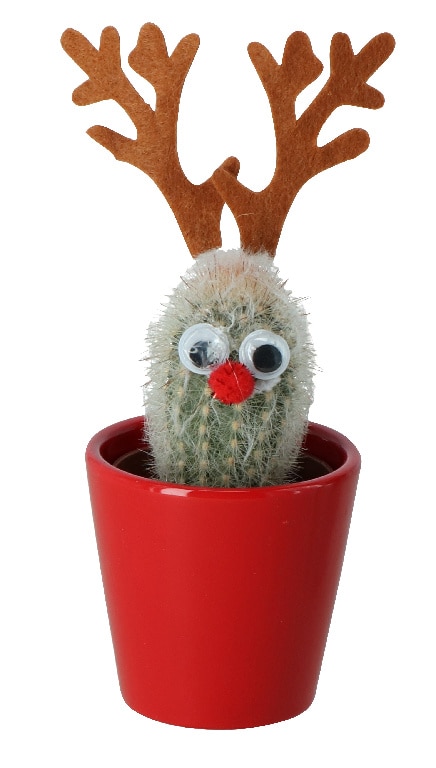 Cactus asortat, 5.5 cm