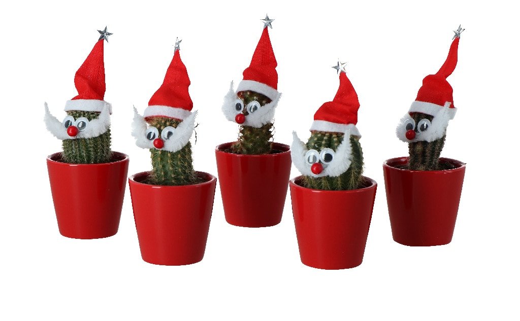Cactus Santa asortat, 5.5 cm