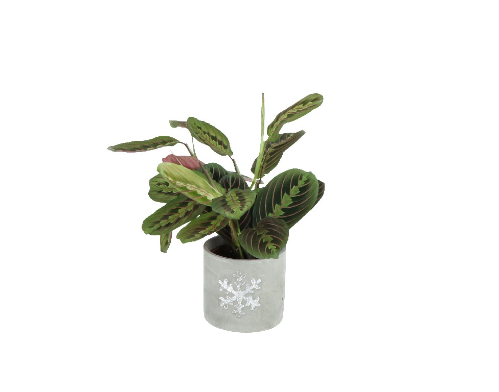 Mix Calathea, in ghiveci, 13 cm