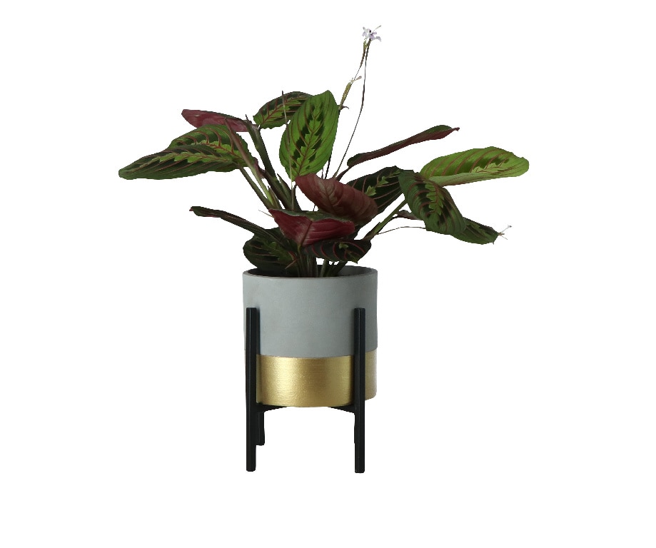 Mix Calathea, in ghiveci, 13 cm