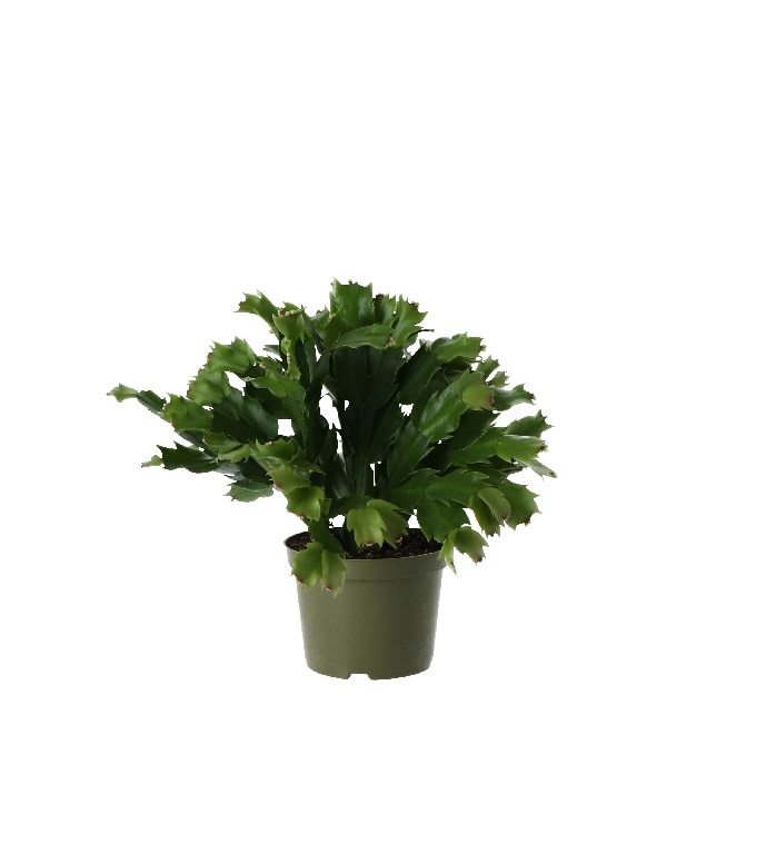 Cactus Craciun, 12 cm