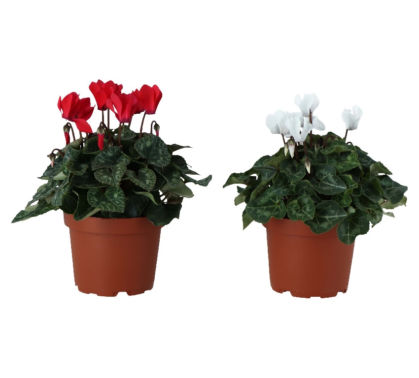 Mix Cyclamen, 12 cm