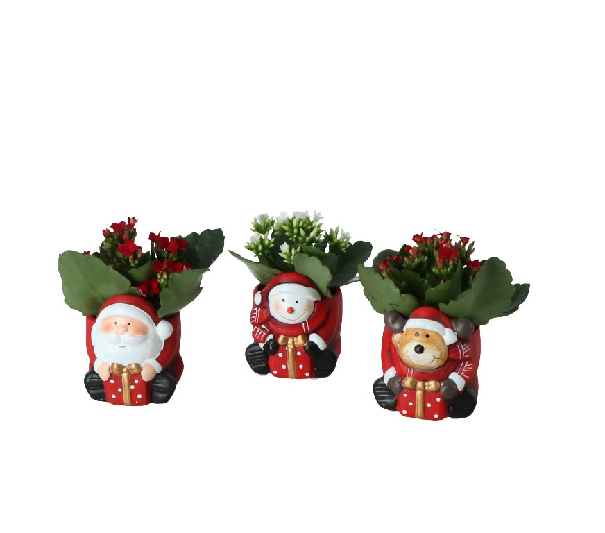 Katy Flaming, in ghiveci