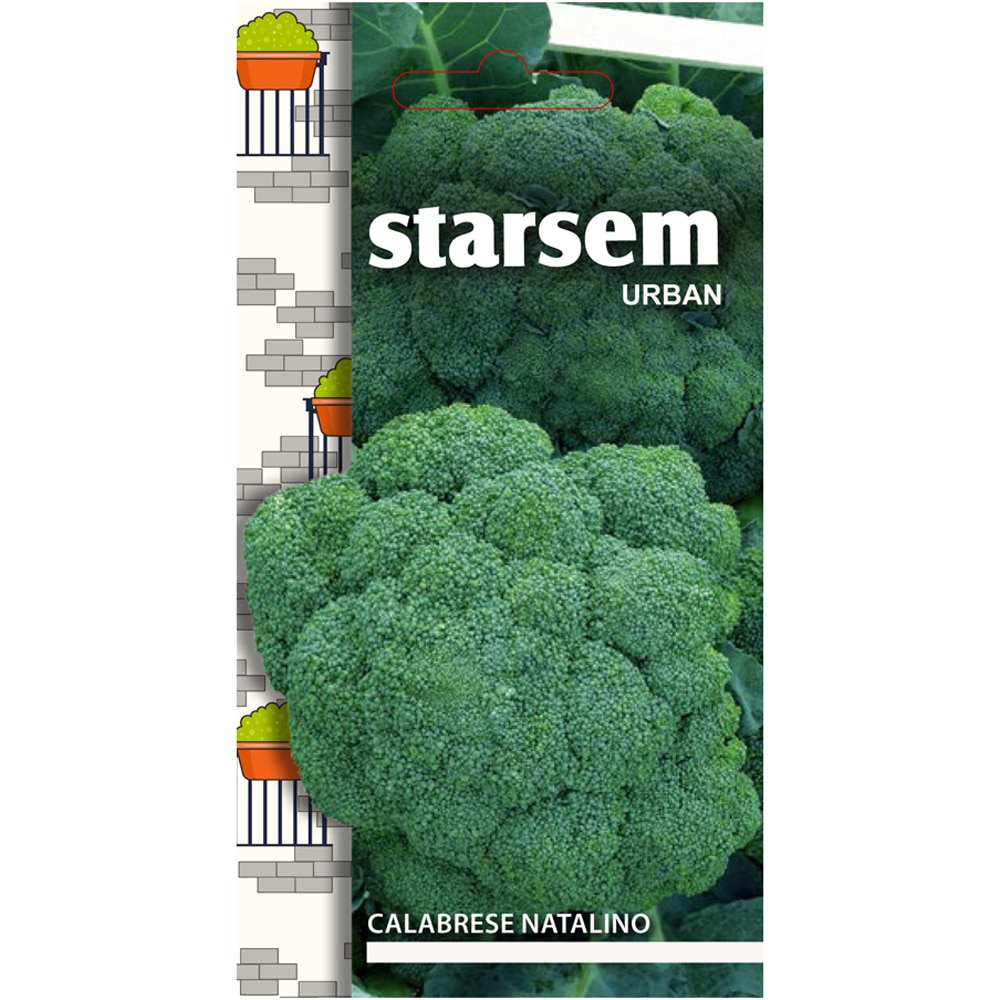 Seminte legume Broccoli calabrese Natalino STARSEM