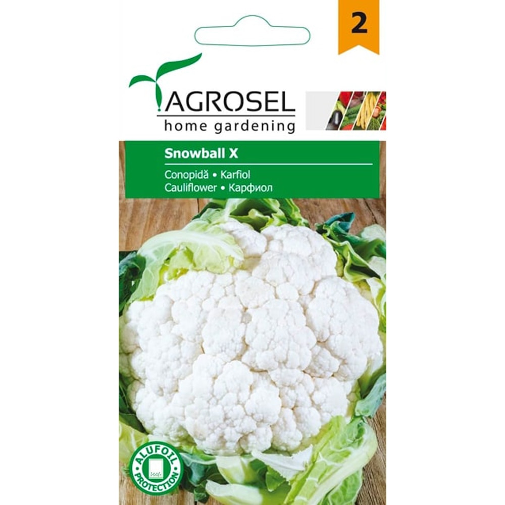 Seminte legume Conopida Snowball AGROSEL