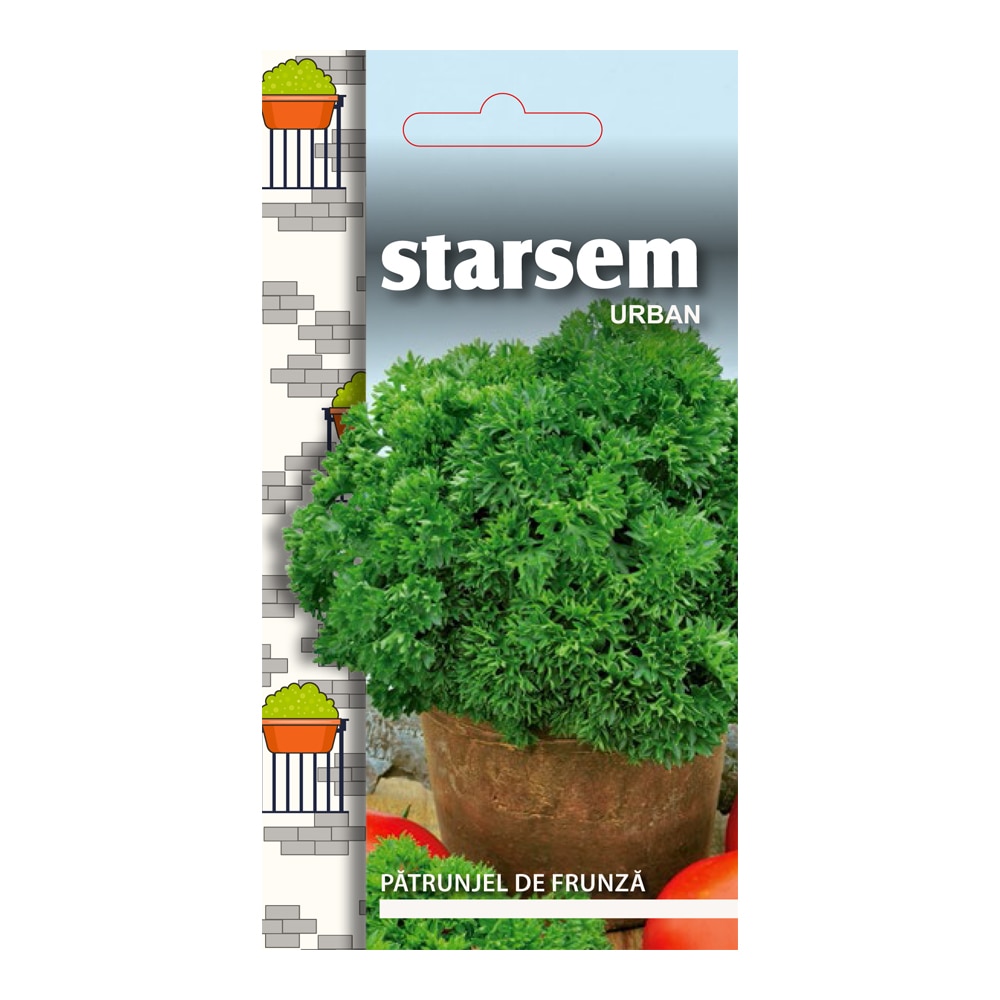 Patrunjel de frunze Moss Curled 2  Starsem