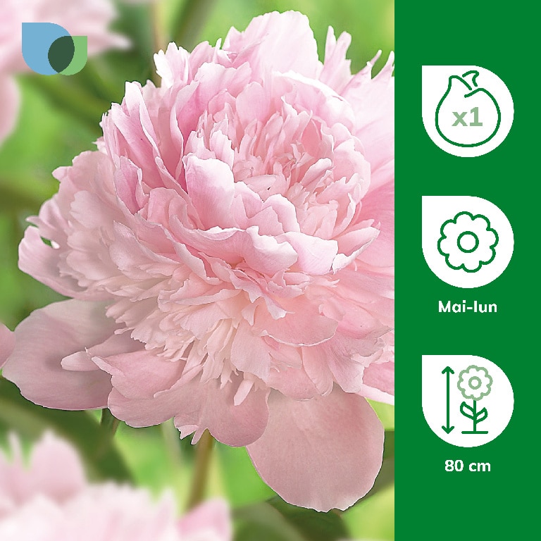 Bulb Bujor Pecher VERVE, roz