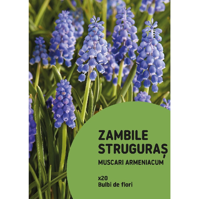 Zambile Struguras 20