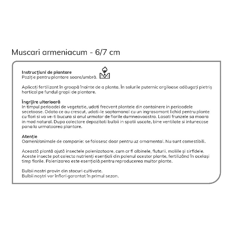 Zambile Struguras 20