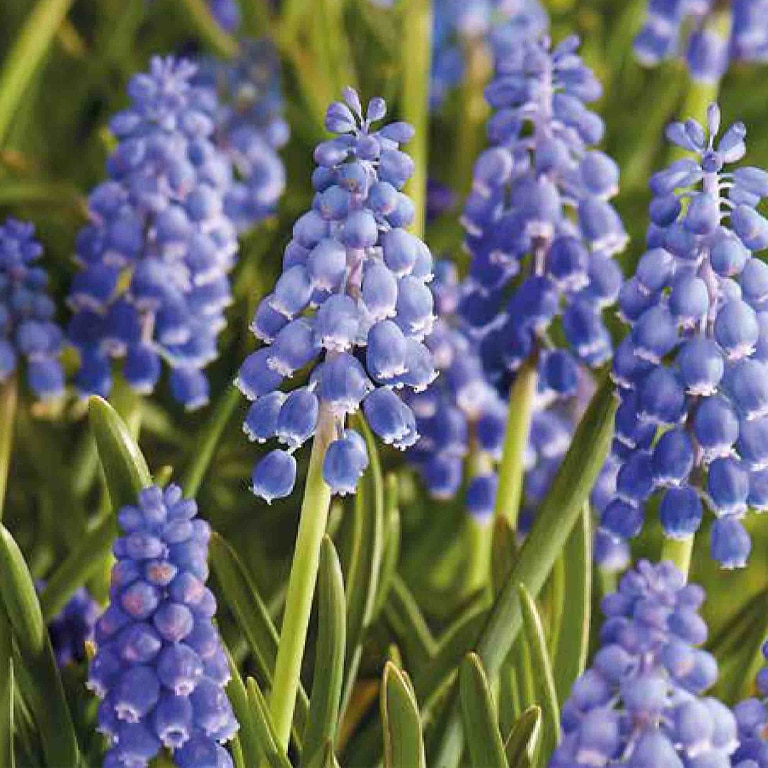 Zambile Struguras 20