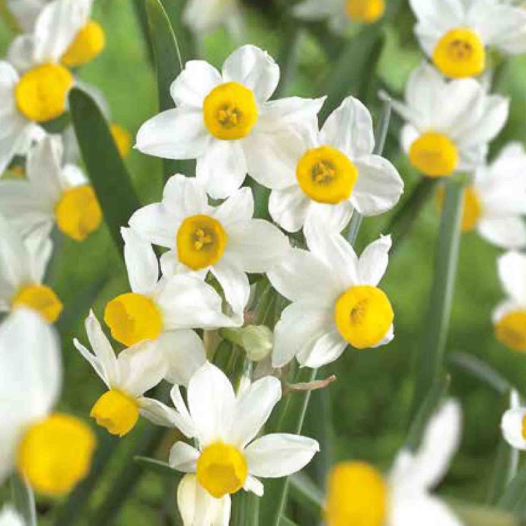 Bulbi Narcisa Canaliculatus Pitic, 10 bucati