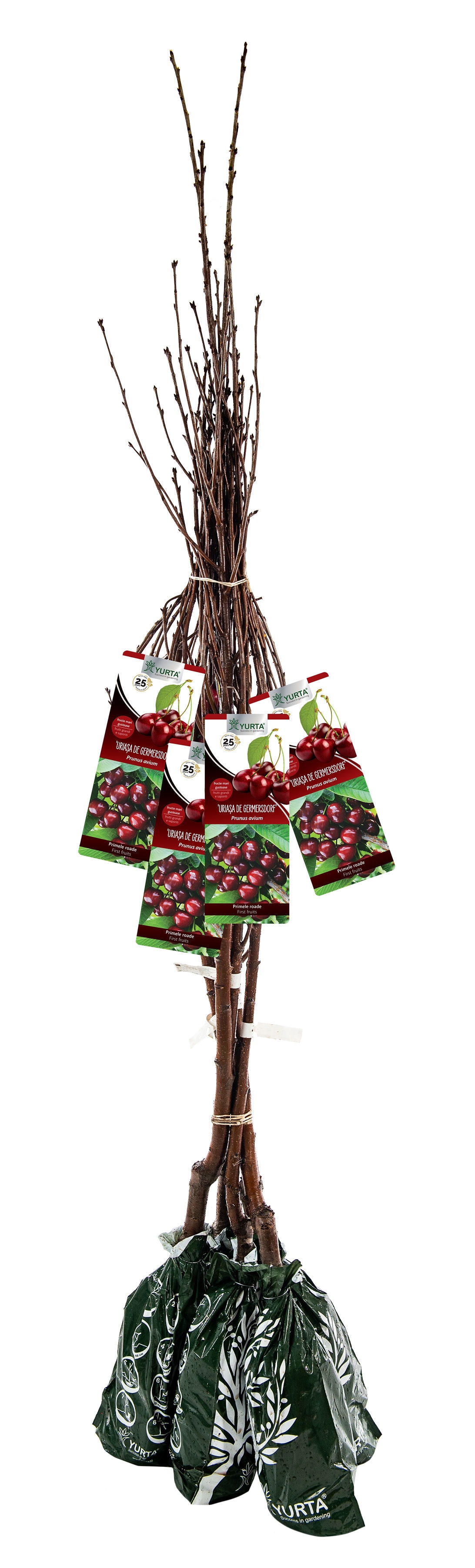 Pom Fructifer Specia Cires