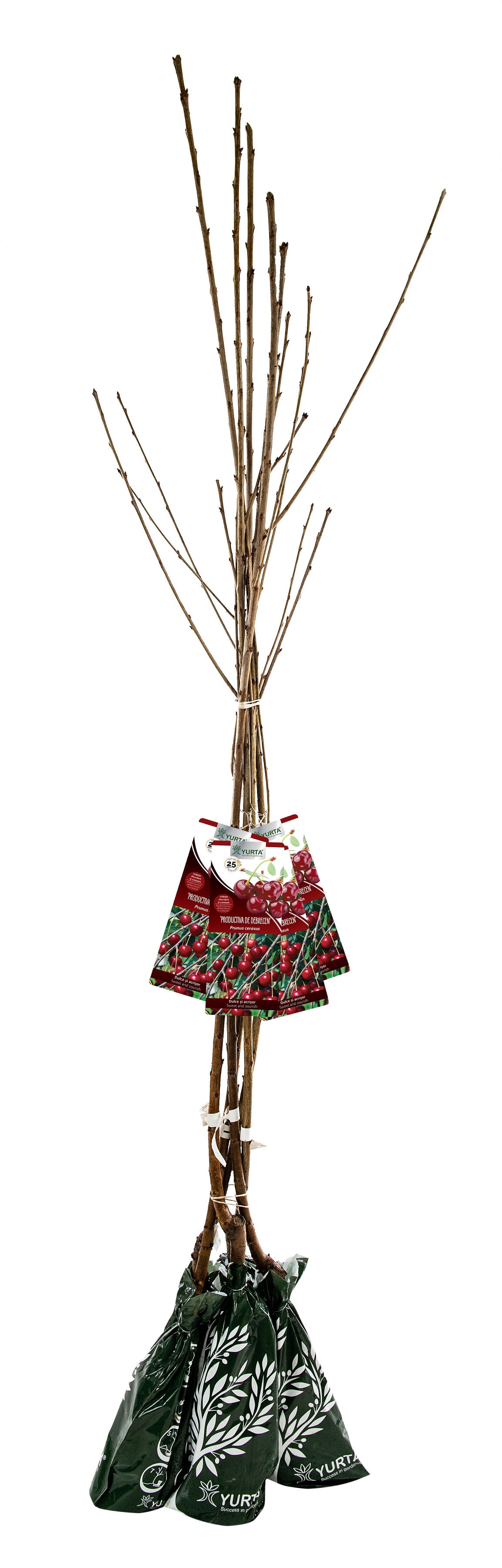 Pom Fructifer Specia Visin